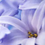 Blaue Hyazinthen