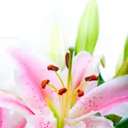 Lilien