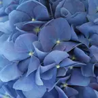 Blaue Blütenblätter